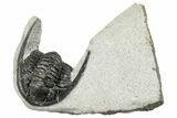 Detailed Diademaproetus Trilobite Fossil - Morocco #271904-1